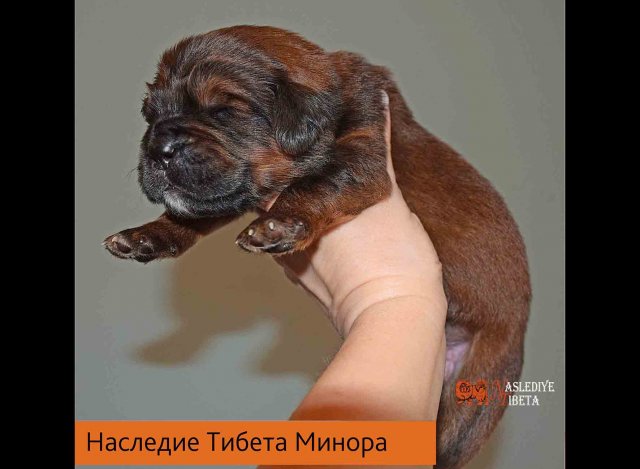 Щенки от пары Ерик х Конфета